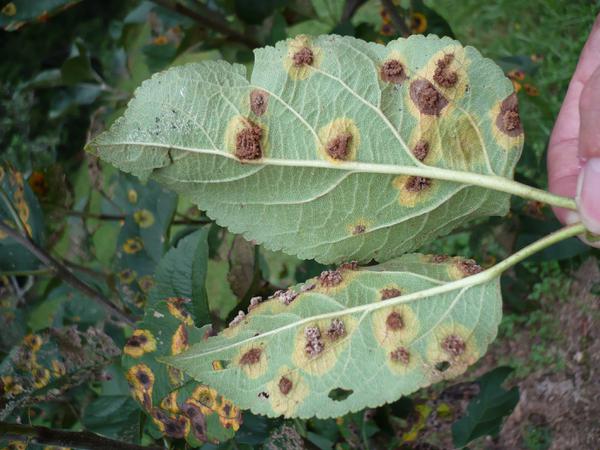 cup-shaped structures (yellow and brown circles on underside of leaves)